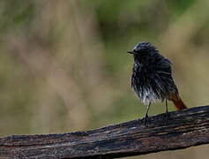 Black Redstart