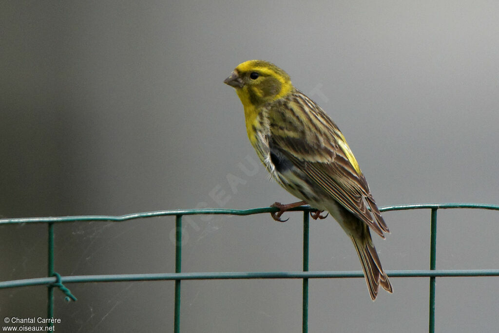 European Serin