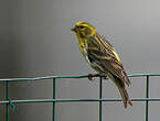 Serin cini