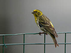 European Serin