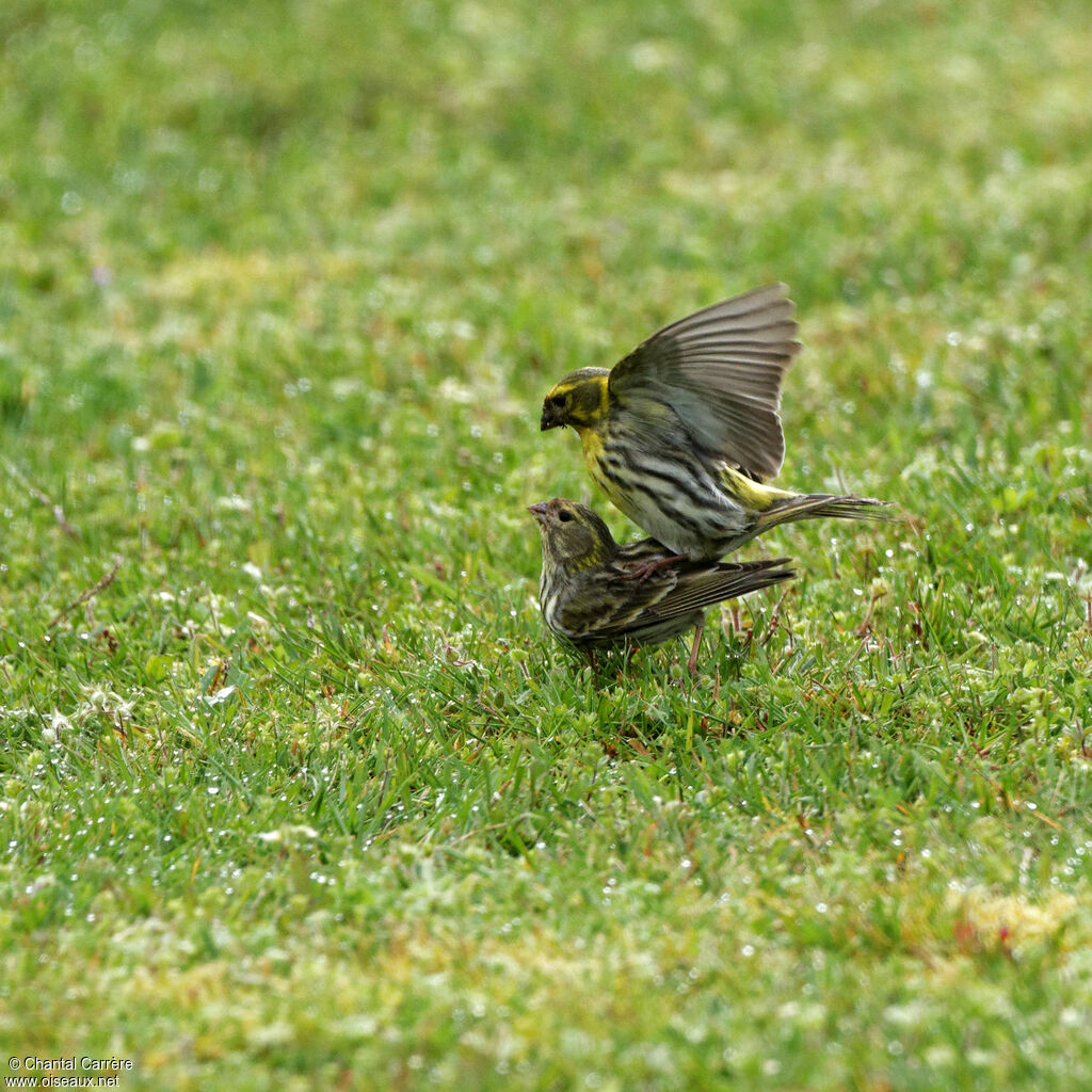 European Serinadult, mating.