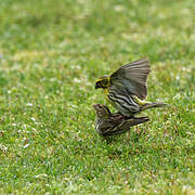 European Serin