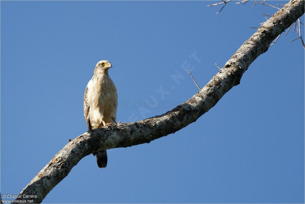 Crested Serpent Eagle