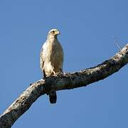 Crested Serpent Eagle