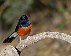 White-rumped Shama