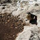 Sittelle pygmée