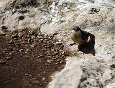 Pygmy Nuthatch