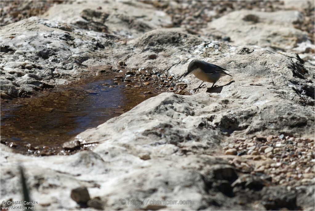 Pygmy Nuthatch