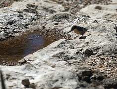 Pygmy Nuthatch