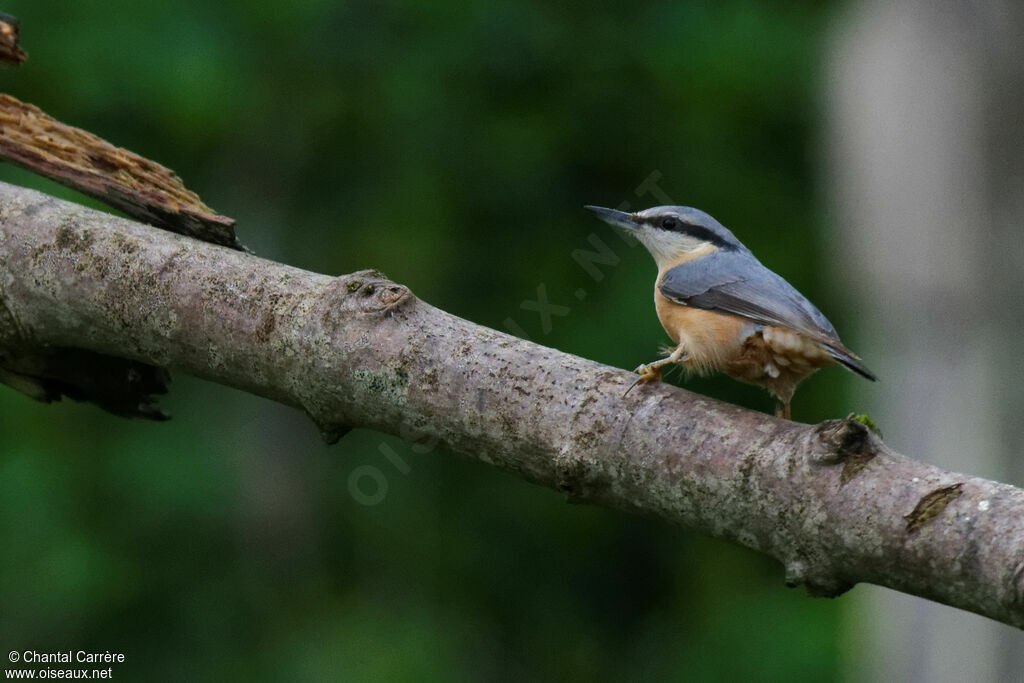 Eurasian Nuthatch