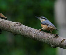 Eurasian Nuthatch