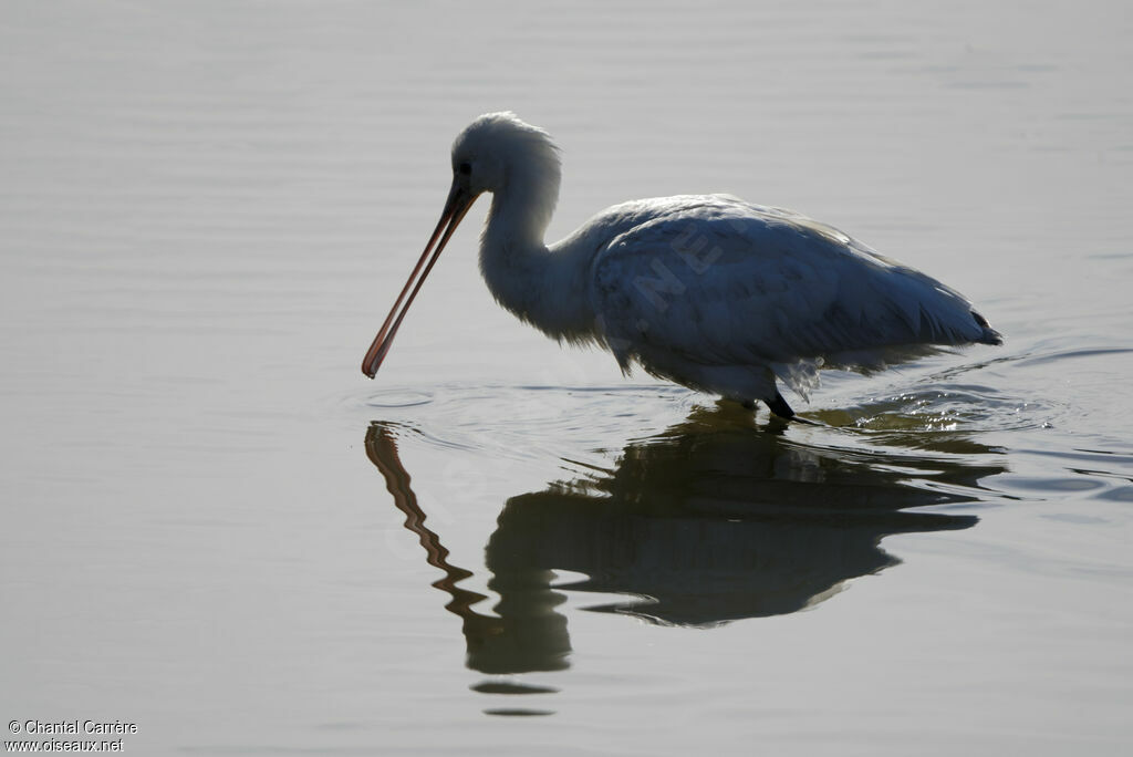 Eurasian Spoonbill