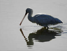 Eurasian Spoonbill