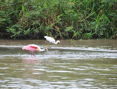 Roseate Spoonbill