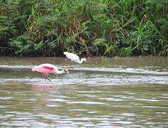 Roseate Spoonbill