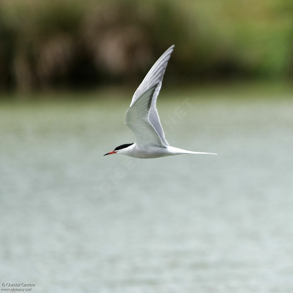 Common Tern