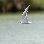 Common Tern