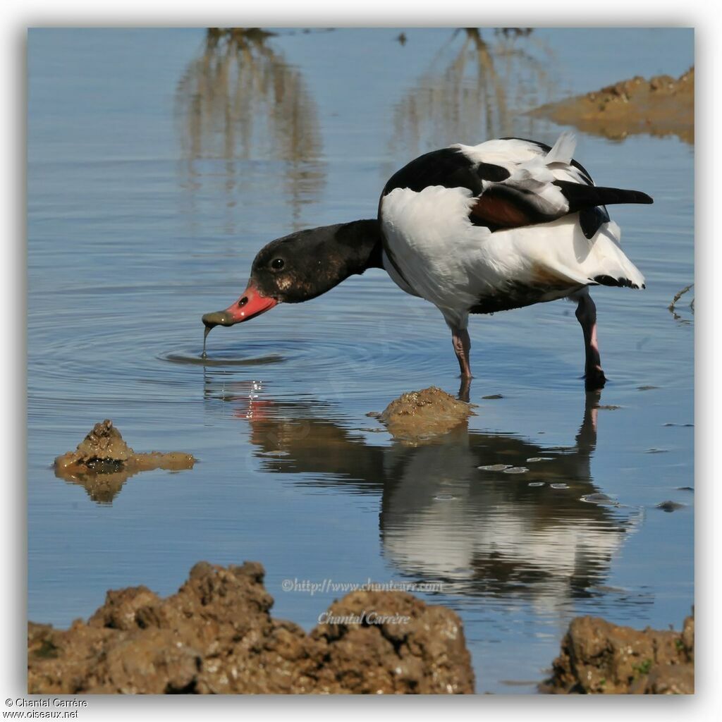 Common Shelduck