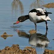 Common Shelduck