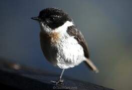 Reunion Stonechat