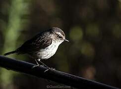 Reunion Stonechat