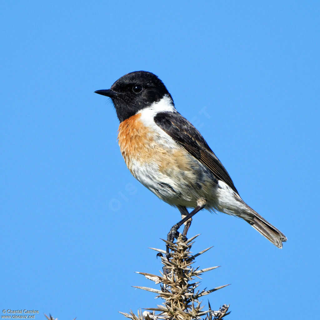 European Stonechat