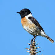 European Stonechat