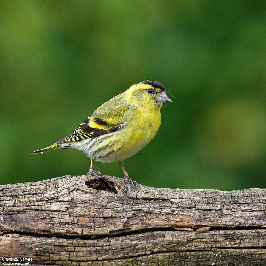 Eurasian Siskin