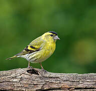 Eurasian Siskin