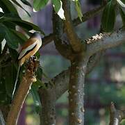 Rufous Treepie