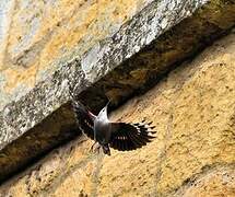 Wallcreeper