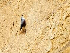 Wallcreeper