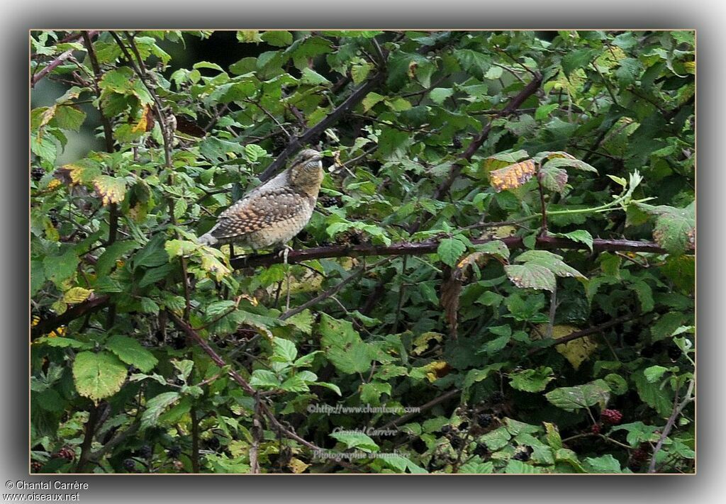 Eurasian Wryneck