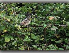 Eurasian Wryneck