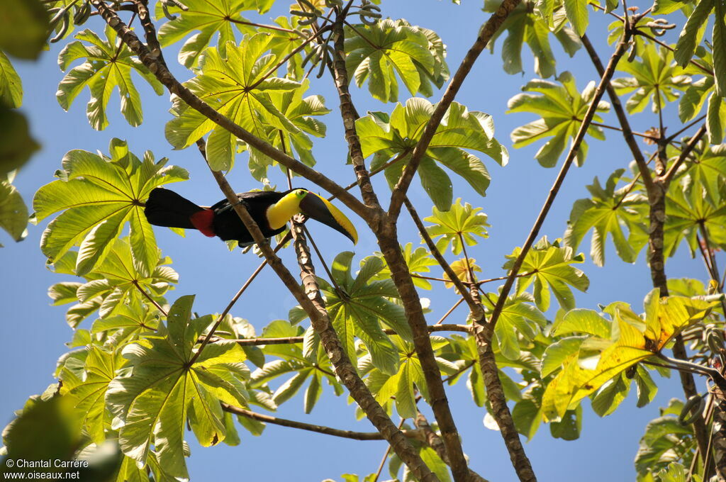 Toucan tocard