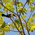 Toucan tocard