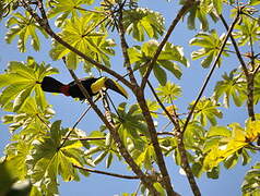 Yellow-throated Toucan