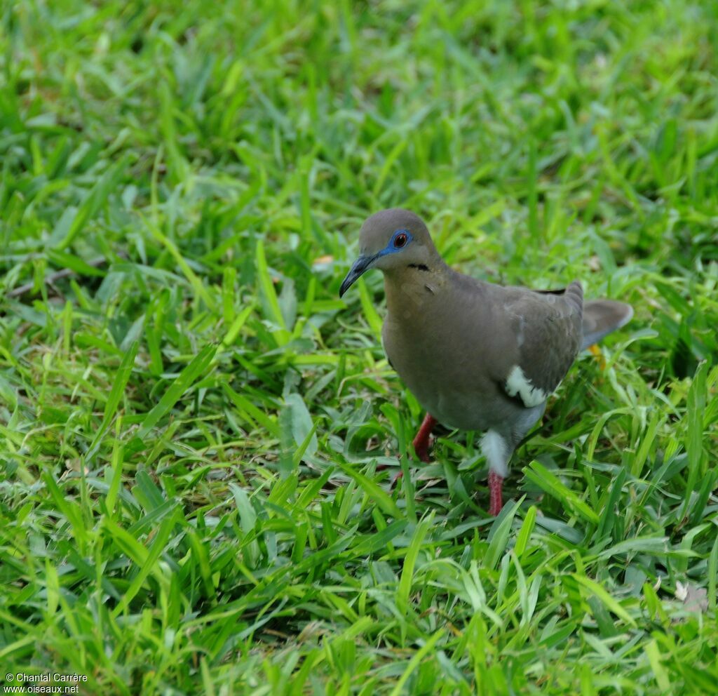 White-winged Dove