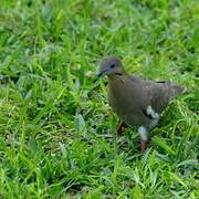 White-winged Dove