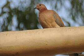 Laughing Dove