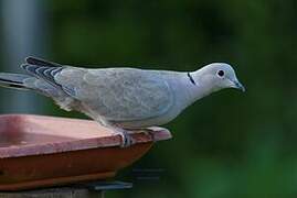 Eurasian Collared Dove