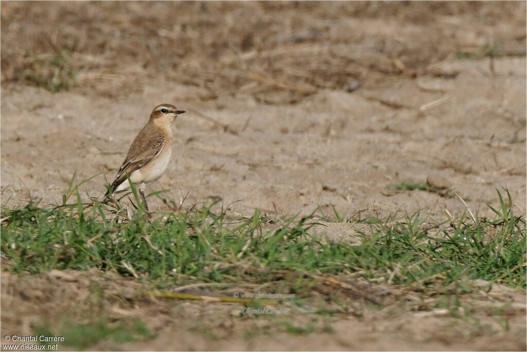 Northern Wheatear