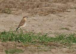 Northern Wheatear