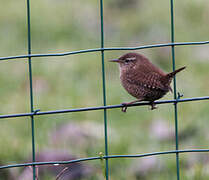 Eurasian Wren