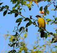 Great Kiskadee