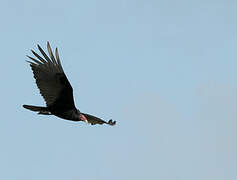 Turkey Vulture