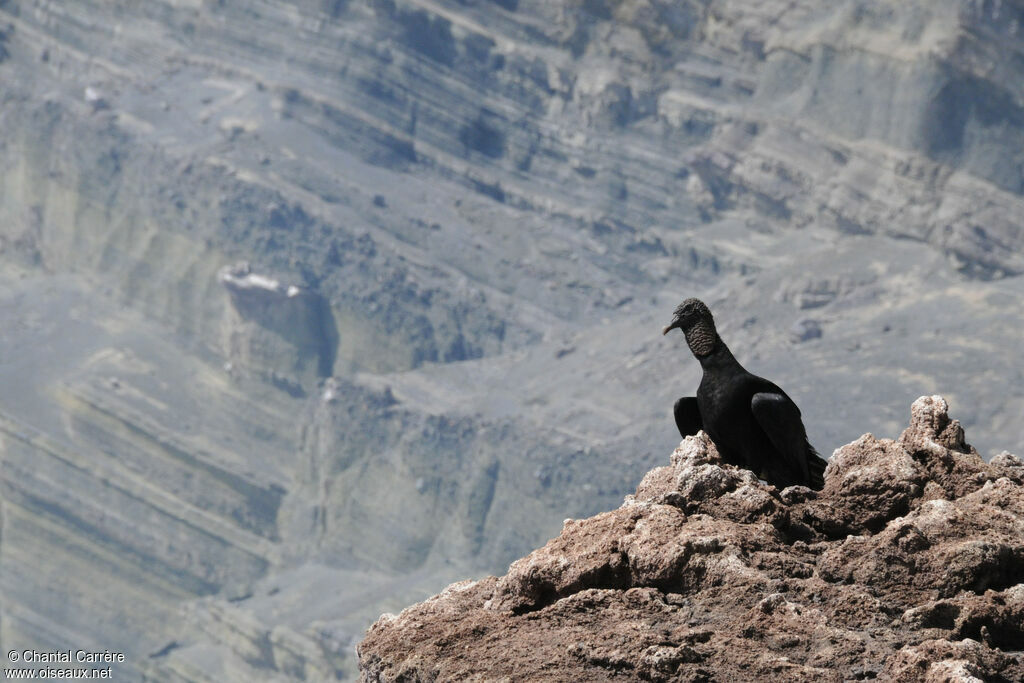 Black Vulture