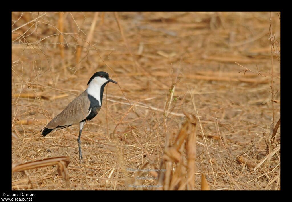 Spur-winged Lapwing