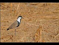 Spur-winged Lapwing