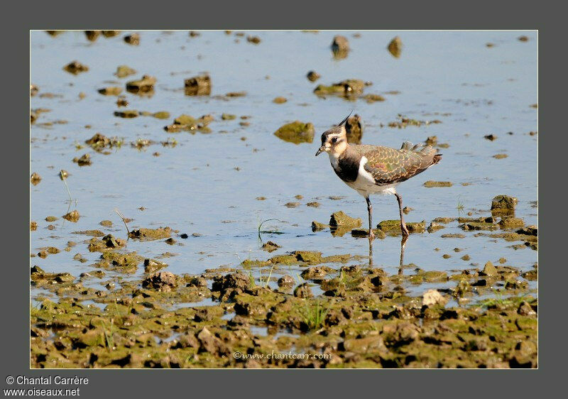 Northern Lapwing